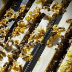 10 Plastic Bee Hive Beetle Blaster Traps