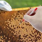 Queen Bee Grafting Tool Set with Spring Load