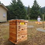 10 Frame Beehive Kit with Beeswax Coating