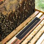 20 Pack Bee Hive Beetle Blaster Traps