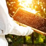 Amish-Made Deep Beehive Frames with Wired Foundation