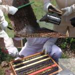 Bee Smoker Kit with 54 Accessories for Beekeeping