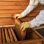 XL Beekeeping Suit with Gloves and Veil Hood
