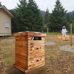 10 Frame Bee Hive Kit with Acrylic Windows
