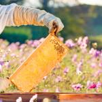 Medium Beehive Frame Set with Wired Beeswax