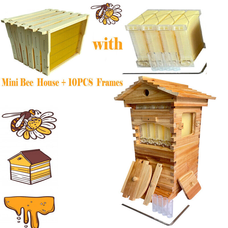 Full Set of 20 Bee Frames + 2 Honeycombs