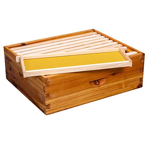 10-Frame Langstroth Bee Box with Wooden Frames & Waxed Foundations