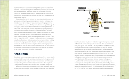 Beginner's Guide to Starting Your First Backyard Hive