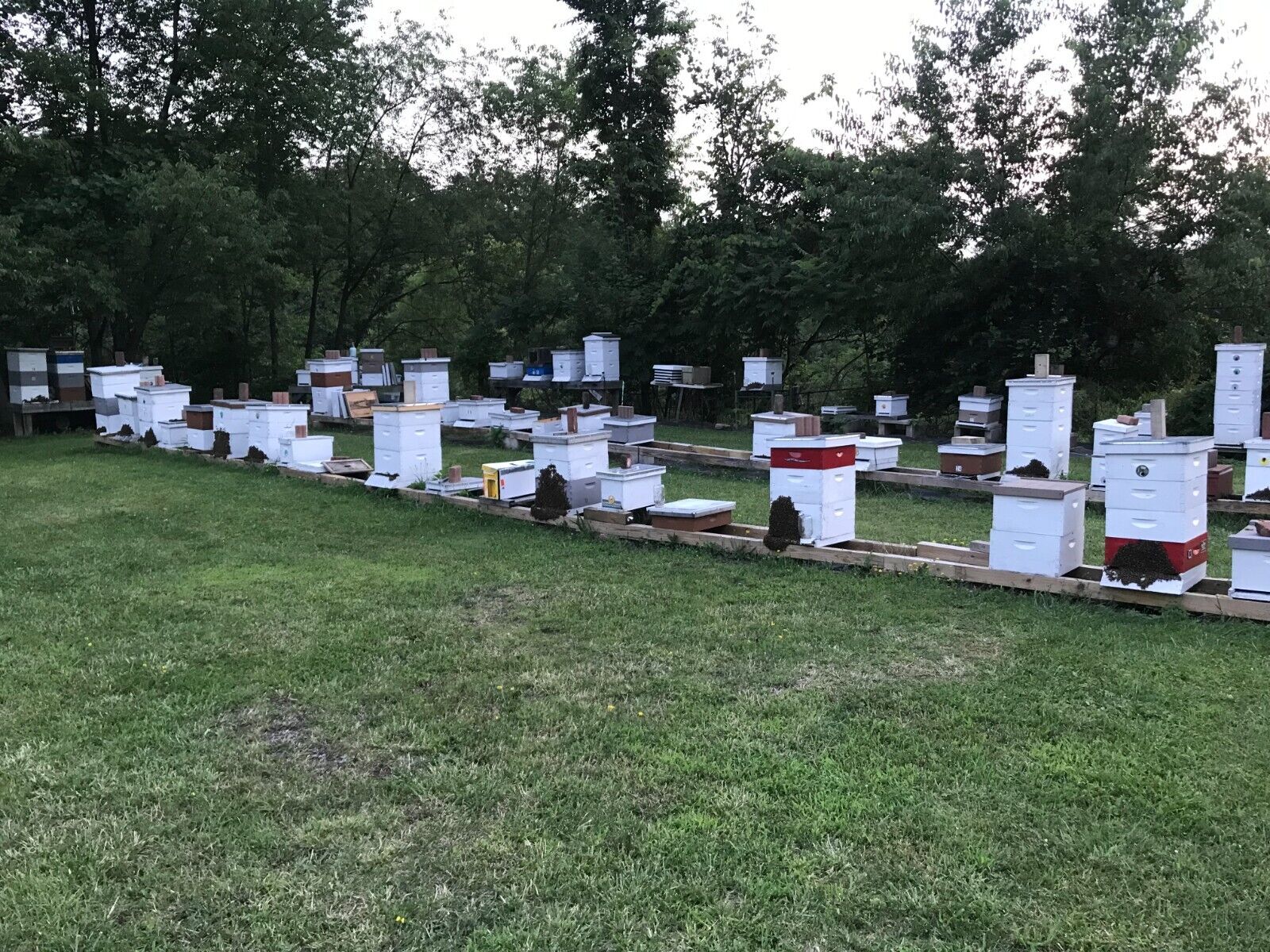 Professional Honey Bee Swarm Lure for Effective Catching