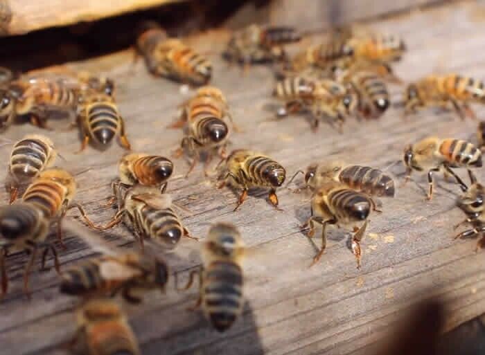 Swarm Lure for Trapping Honey Bee Swarms - 2 oz