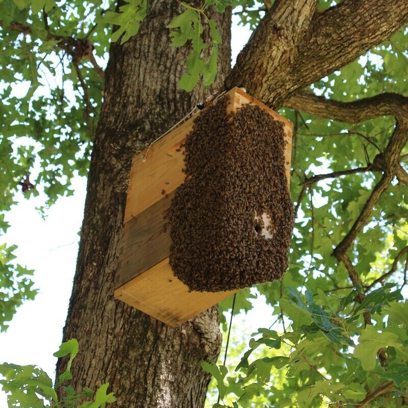 Swarm Lure for Trapping Honey Bee Swarms - 2 oz