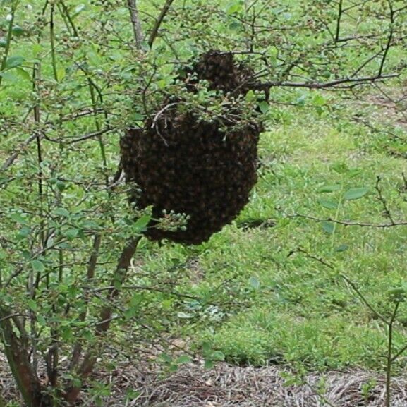 Swarm Lure for Trapping Honey Bee Swarms - 2 oz