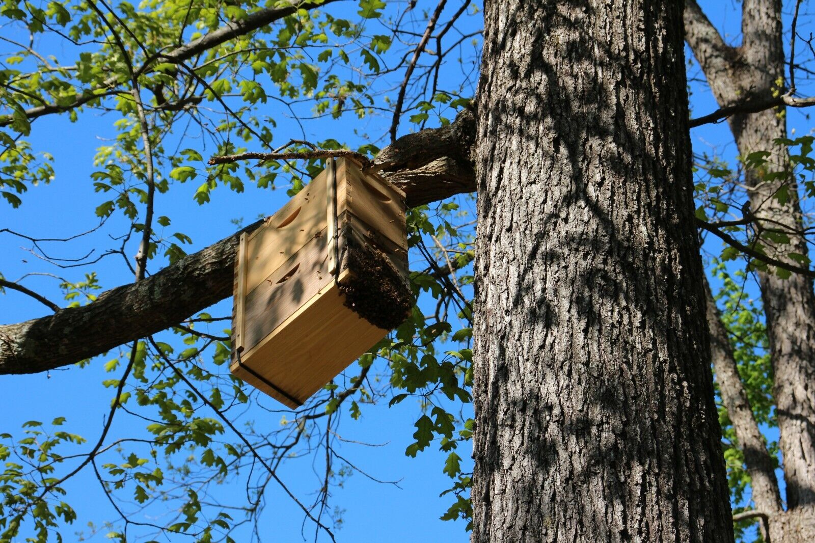 Swarm Lure for Trapping Honey Bee Swarms - 2 oz