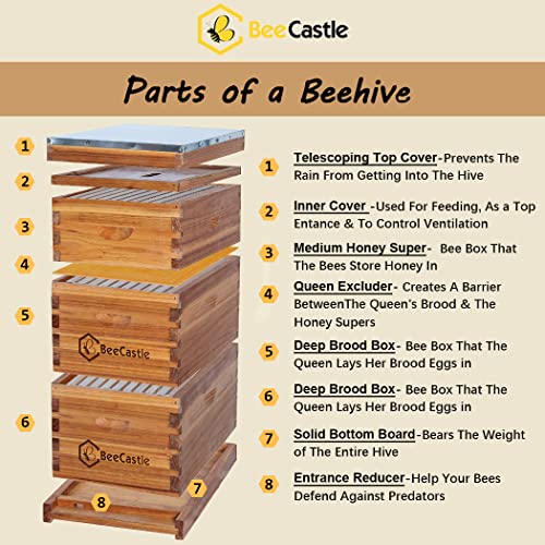 10 Frame BeeCastle Langstroth Beehive Coated with Beeswax