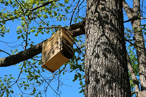 2 oz Swarm Lure for Honey Bee Swarms