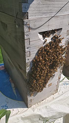 2 oz Swarm Lure for Honey Bee Swarms