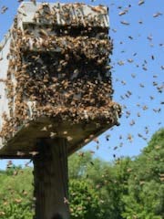 Premium 2oz. Bottle for Capturing Honey Bee Swarms
