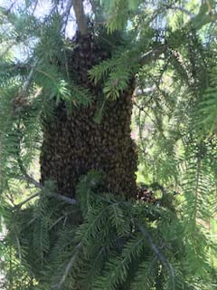 Premium 2oz. Bottle for Capturing Honey Bee Swarms