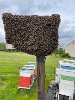 Premium 2oz. Bottle for Capturing Honey Bee Swarms