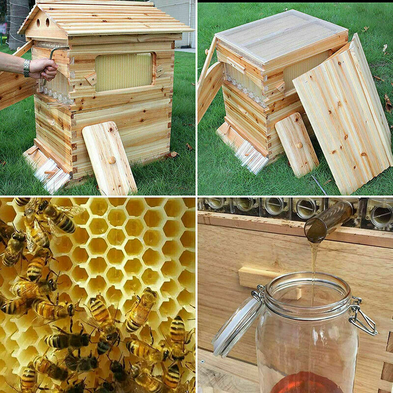 Auto Flowing Honey Bee Hive Frames & Box Set