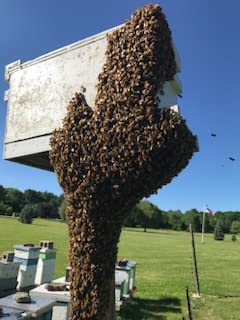 Premium 2oz. Bottle for Capturing Honey Bee Swarms