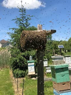 Premium 2oz. Bottle for Capturing Honey Bee Swarms