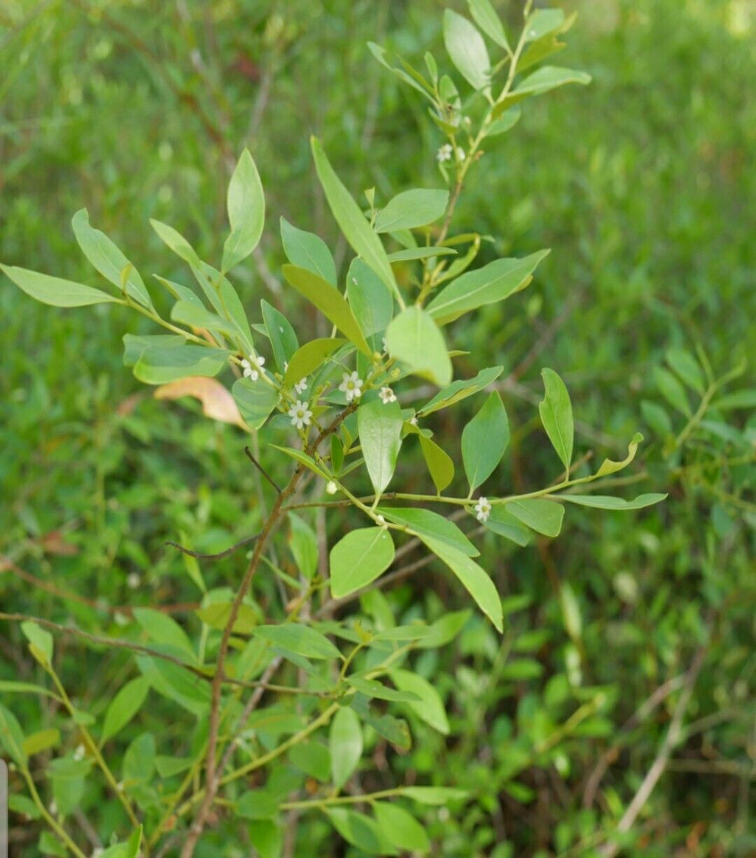 Pure Southern Honey 2023 Raw Honeycomb 2"x4