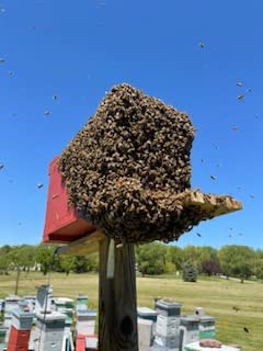 Premium 2oz. Bottle for Capturing Honey Bee Swarms
