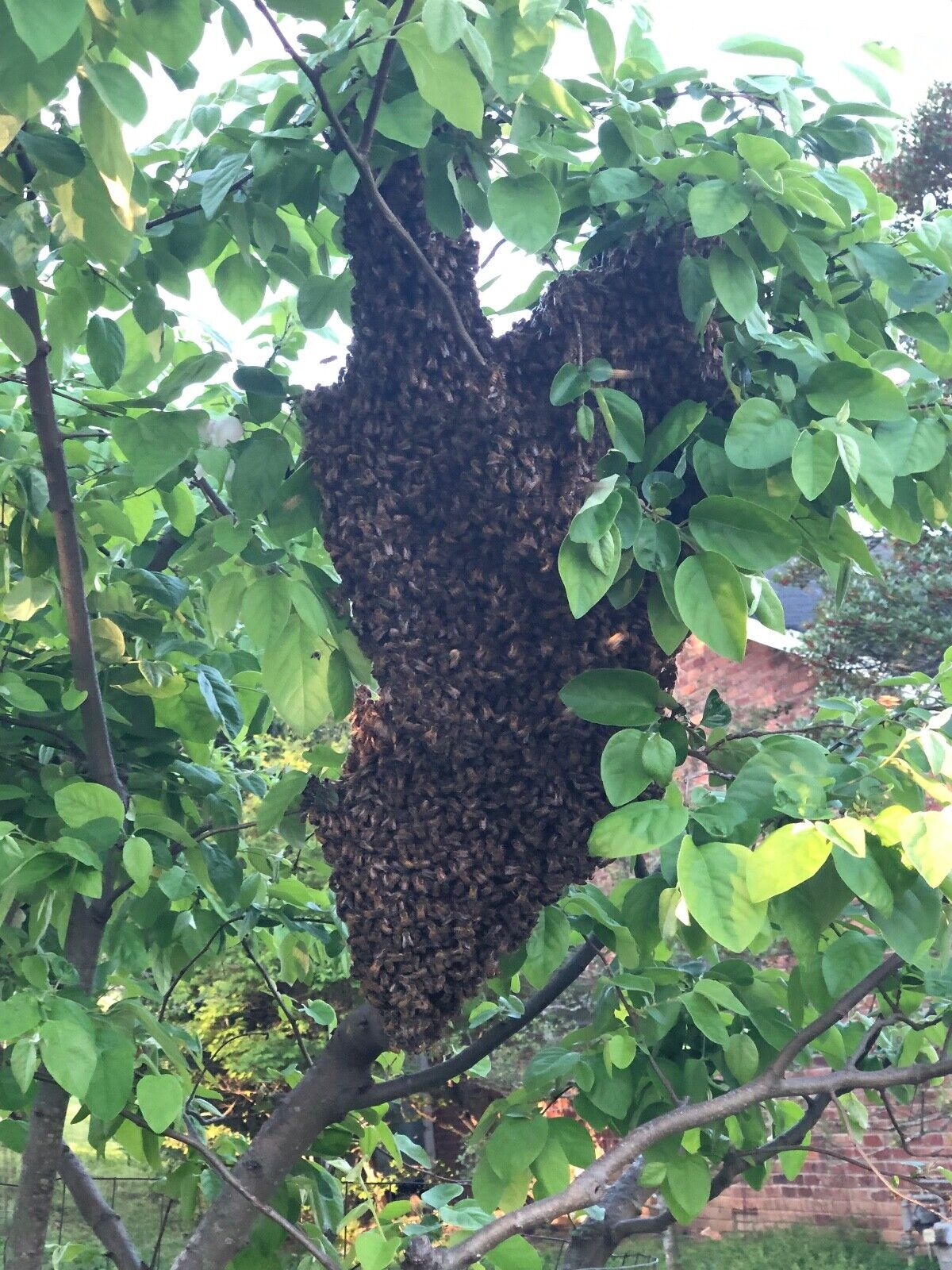 Tennessee Wildflower Comb Honey, 100% Pure Raw, 11 oz