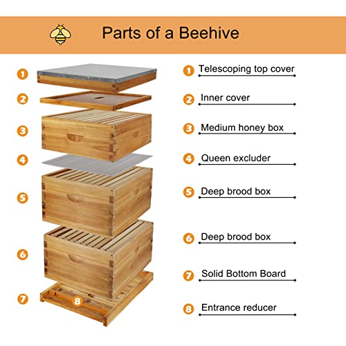 ThxBees Complete 10-Frame Bee Hive Kit, Beeswax-Coated