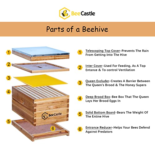 Beginner Beehive Kit with 8-Frame Hives and Supplies