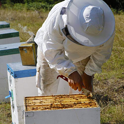 Stainless Steel J-Hook Hive Tool for Beekeeping Equipment