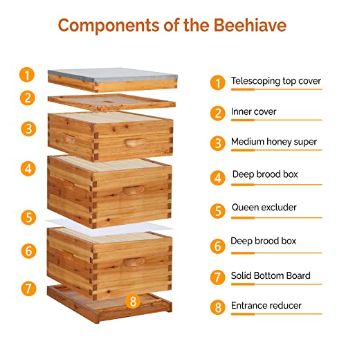 VINGLI 10-Frame Bee Hive Starter Kit with Beeswax