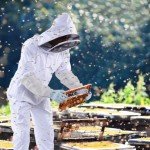 Ventilated Beekeeping Suit with Sheepskin Gloves