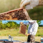 Stainless Steel Beekeeping Tools Kit for Beginners