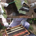 Beehive Smoker Tool Set with 52 Smoker Pellets
