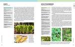 Backyard Beekeeper: Beginner’s Guide to Beekeeping