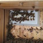Automatic Bee Feeder Set for Hives