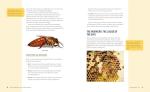Beginner's guide: Raising your first bee colonies