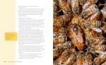 Beginner's guide: Raising your first bee colonies