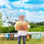 Beekeeping Protective Jacket, Hat, Gloves Set - XL