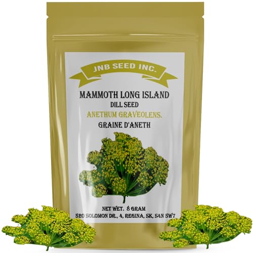 Delicious Mammoth Dill Seeds for Culinary Creations