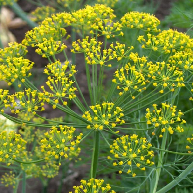 Delicious Mammoth Dill Seeds for Culinary Creations