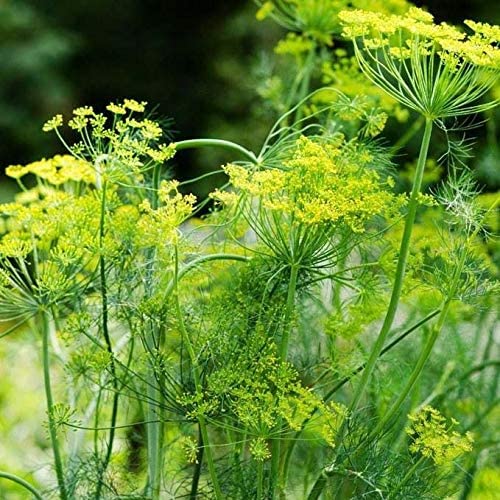 Delicious Mammoth Dill Seeds for Culinary Creations