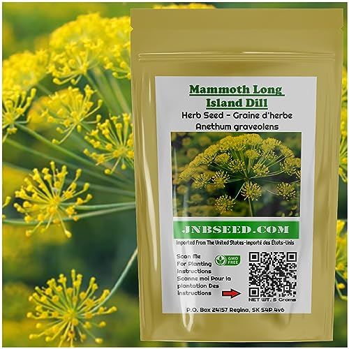 Delicious Mammoth Dill Seeds for Culinary Creations