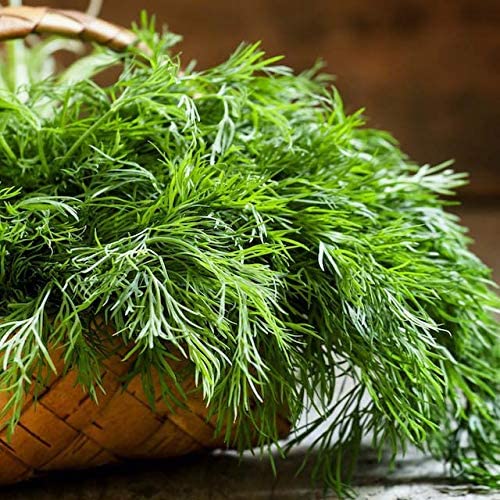 Delicious Mammoth Dill Seeds for Culinary Creations
