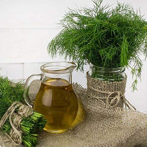 Delicious Mammoth Dill Seeds for Culinary Creations