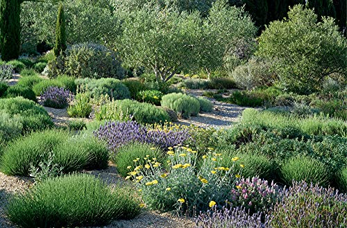 Stunning Groundcovers for Dry Gardens, Terraces, and More