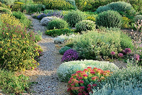 Stunning Groundcovers for Dry Gardens, Terraces, and More