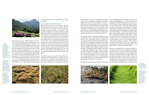 Stunning Groundcovers for Dry Gardens, Terraces, and More